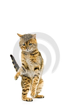 Brown Spotted Tabby Bengal Domestic Cat holding Paw up against White Backgroundd