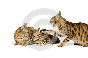 BROWN SPOTTED TABBY WITH BROWN MARBLED TABBY BENGAL DOMESTIC CAT, DOMINANCE AND SUBMISSION