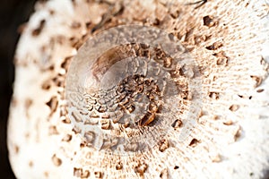 Brown spotted toadstool close view