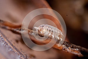A brown spotted woodlouse photohraphed in nature