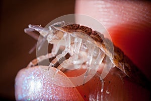 A brown spotted woodlouse Trachelipus mostarensis on hands