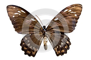 Brown spotty butterfly isolated on white background