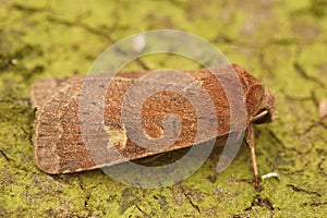 Brown Square-spot Rustic owlet Moth, Xestia xanthographa Resting on Mossy Surface photo