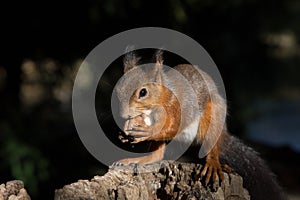 Brown squirrel