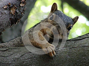 Brown Squirrel