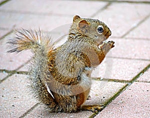 Brown Squirrel