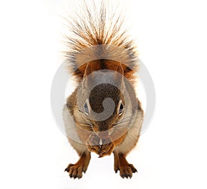 Brown Squirrel