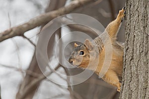 Brown Squirrel