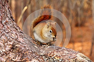 Brown Squirrel