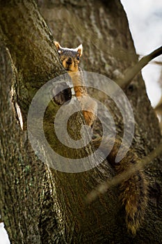 Brown Squirrel