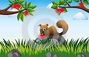 Brown squirrel in apple orchard