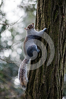 Brown squirrel around the Holland Park in London