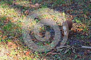 Brown squirrel in autumn park