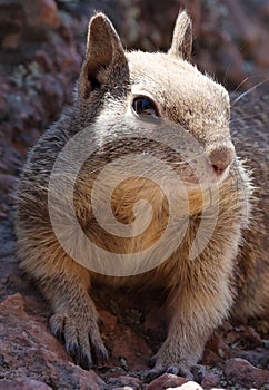 Brown Squirrel on a bed of rocks and gravels on a sunny day