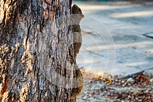 A brown squirrel with a bushy tail is climbing up a rough-textured tree trunk in a park. Squirrel on a tree close-up