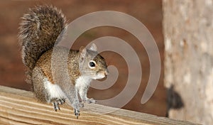 Brown Squirrel in Classic Squirrel Pose