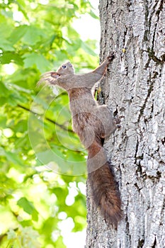 Brown squirrel climbing a tree, Austria