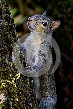 Brown Squirrel Climbing A Tree