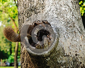 Brown squirrel in climbing on the tree