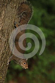 Brown squirrel decending down a tree