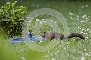 Brown squirrel drinking water from a bird bath