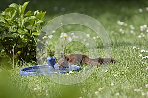 Brown squirrel drinking water from a bird bath