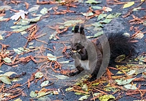 Brown squirrel eating