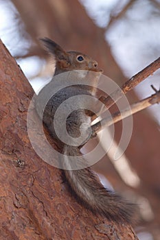 Brown squirrel eating nut on pine in winter forest
