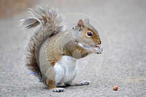 Brown squirrel eating nuts