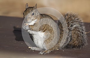 Brown Squirrel Eating a Peanut