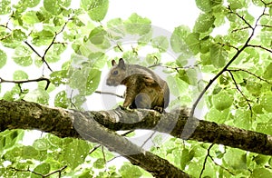 A Brown Squirrel Eyes Visitors From Its Tree Perch.