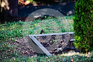 Brown squirrel foraging for eat