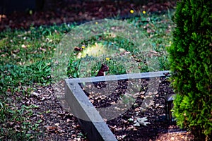 brown squirrel foraging for eat