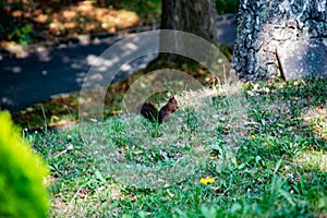brown squirrel foraging for eat