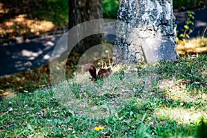 brown squirrel foraging for eat