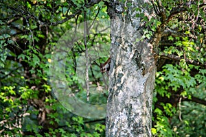brown squirrel foraging for eat