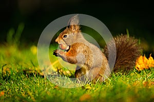 Brown squirrel with hazelnut on grass