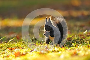 Brown squirrel with hazelnut on grass