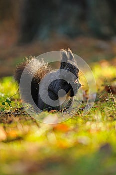 Brown squirrel with hazelnut on grass