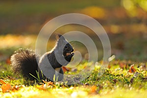 Brown squirrel with hazelnut on grass