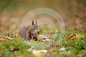 Brown squirrel holding wallnut in her paws.