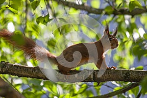 The brown squirrel jumps over the branches of the tree