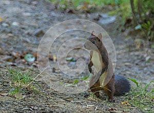 Brown squirrel in the park