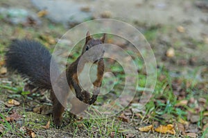 Brown squirrel in the park