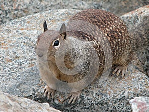 Brown squirrel on the rocks