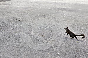 Brown squirrel running across the road