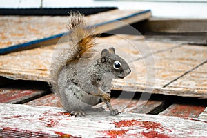 Brown squirrel. Side view.