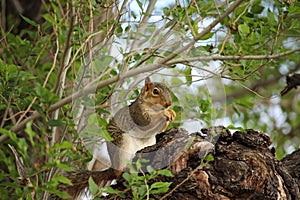 A brown squirrel sits in a tree and gnaws on a nut.