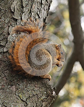 Brown Squirrel sitting in an oak tree