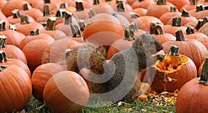 Brown Squirrel Snacking on Pumpkin Seeds